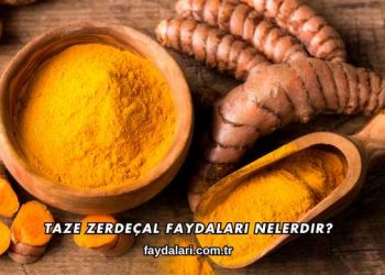 Taze Zerdeçal Faydaları Nelerdir?