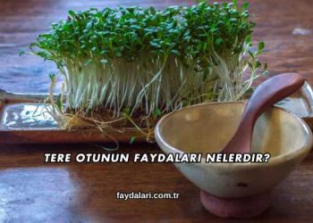 Tere Otunun Faydaları Nelerdir?