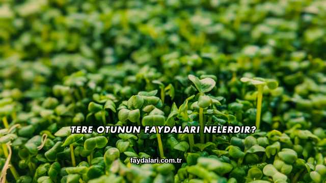 Tere Otunun Faydaları Nelerdir?