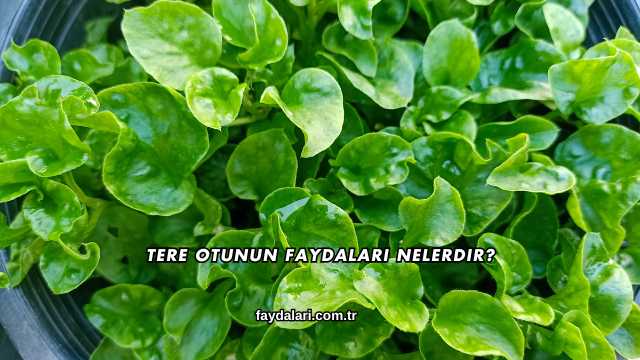 Tere Otunun Faydaları Nelerdir?