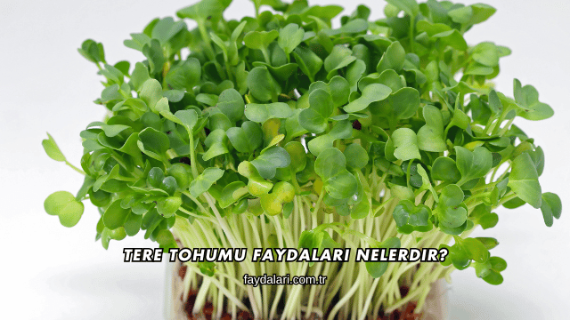 Tere Tohumu Faydaları Nelerdir?