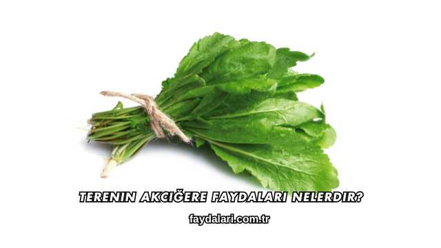 Terenin Akciğere Faydaları Nelerdir?