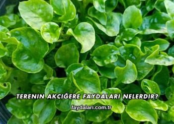 Terenin Akciğere Faydaları Nelerdir?