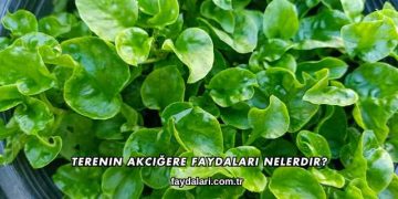 Terenin Akciğere Faydaları Nelerdir?