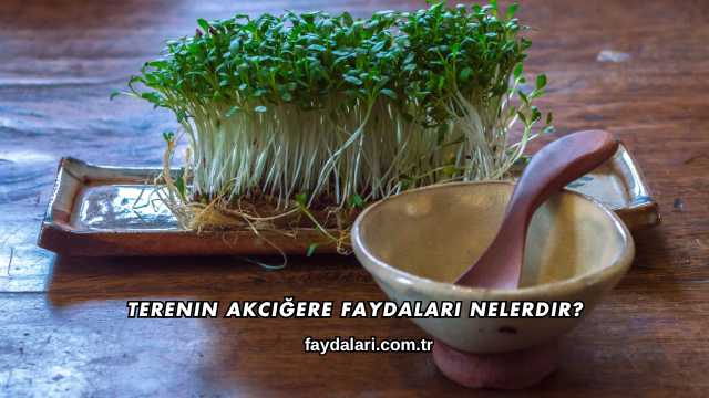 Terenin Akciğere Faydaları Nelerdir?
