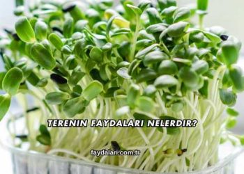 Terenin Faydaları Nelerdir?