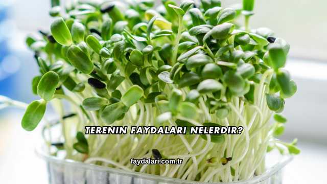 Terenin Faydaları Nelerdir?