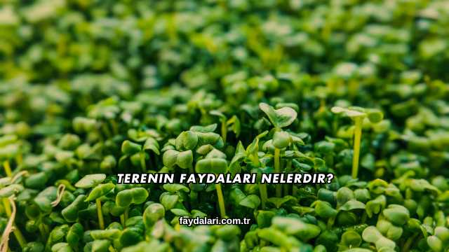 Terenin Faydaları Nelerdir?