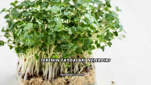 Terenin Faydaları Nelerdir?