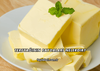Tereyağının Faydaları Nelerdir?