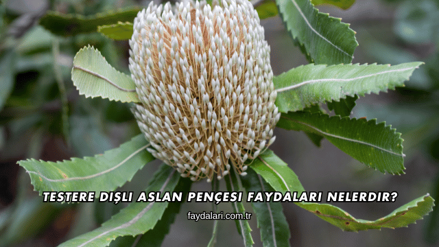 Testere Dişli Aslan Pençesi Faydaları Nelerdir?