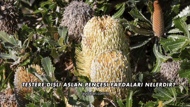 Testere Dişli Aslan Pençesi Faydaları Nelerdir?