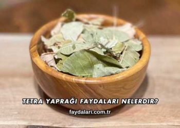 Tetra Yaprağı Faydaları Nelerdir?