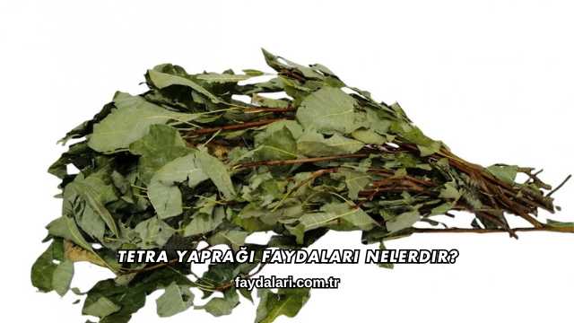 Tetra Yaprağı Faydaları Nelerdir?