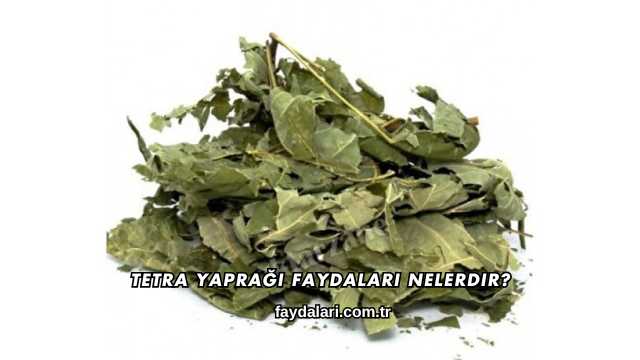 Tetra Yaprağı Faydaları Nelerdir?