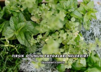 Tirşik Otunun Faydaları Nelerdir?