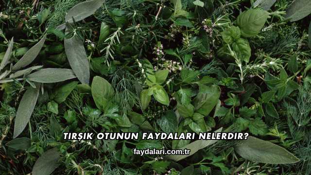 Tirşik Otunun Faydaları Nelerdir?