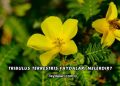 Tribulus Terrestris Faydaları Nelerdir?