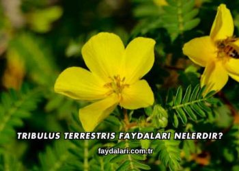 Tribulus Terrestris Faydaları Nelerdir?