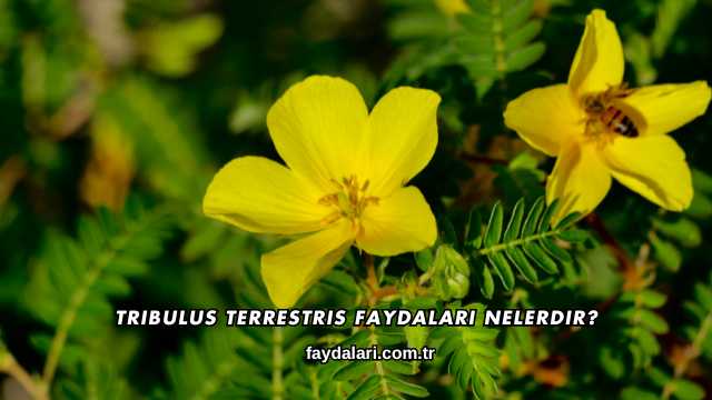 Tribulus Terrestris Faydaları Nelerdir?