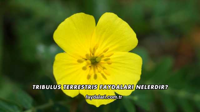 Tribulus Terrestris Faydaları Nelerdir?