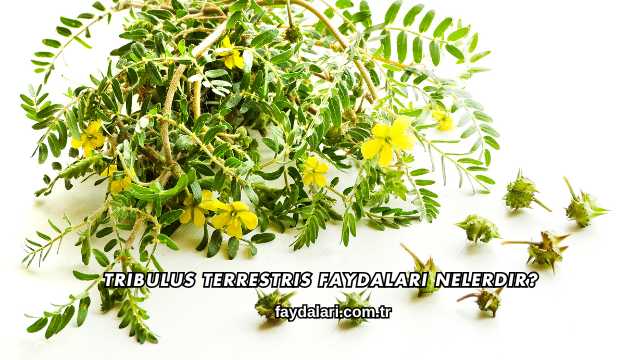 Tribulus Terrestris Faydaları Nelerdir?