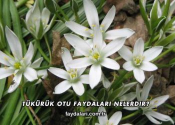 Tükürük Otu Faydaları Nelerdir?