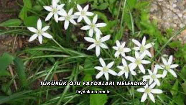 Tükürük Otu Faydaları Nelerdir?