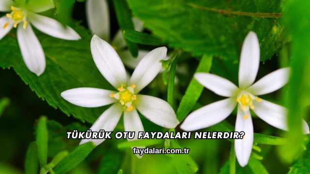 Tükürük Otu Faydaları Nelerdir?