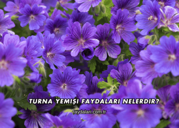 Turna Yemişi Faydaları Nelerdir?