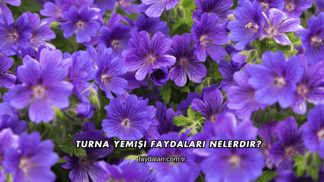 Turna Yemişi Faydaları Nelerdir?