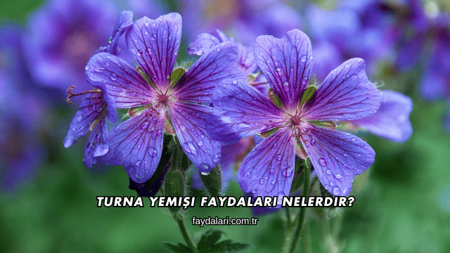 Turna Yemişi Faydaları Nelerdir?