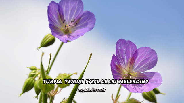 Turna Yemişi Faydaları Nelerdir?