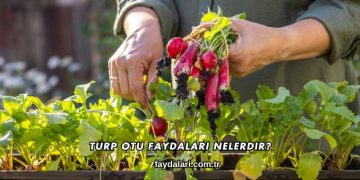 Turp Otu Faydaları Nelerdir?