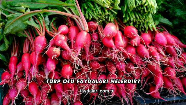 Turp Otu Faydaları Nelerdir?