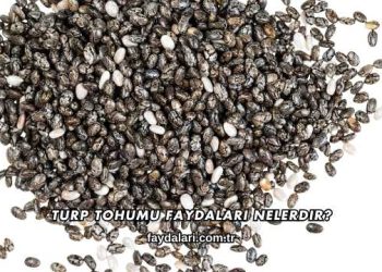 Turp Tohumu Faydaları Nelerdir?