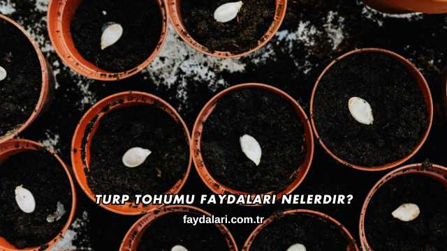 Turp Tohumu Faydaları Nelerdir?
