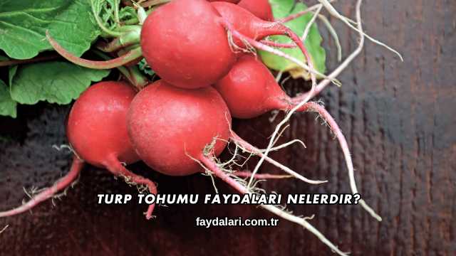 Turp Tohumu Faydaları Nelerdir?