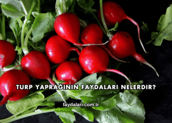 Turp Yaprağının Faydaları Nelerdir?