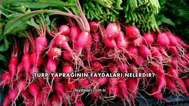 Turp Yaprağının Faydaları Nelerdir?