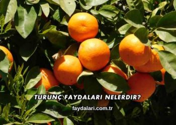 Turunç Faydaları Nelerdir?