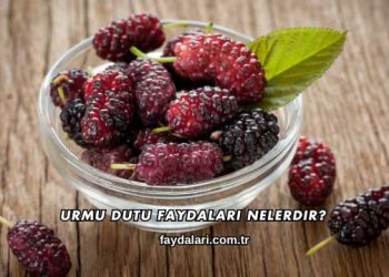 Urmu Dutu Faydaları Nelerdir?