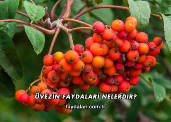 Üvezin Faydaları Nelerdir?