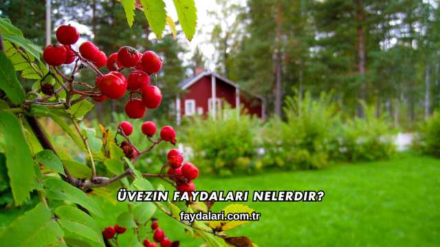 Üvezin Faydaları Nelerdir?