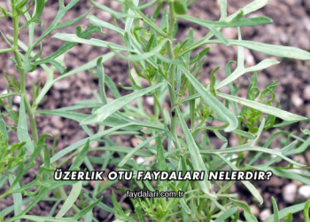 Üzerlik Otu Faydaları Nelerdir?