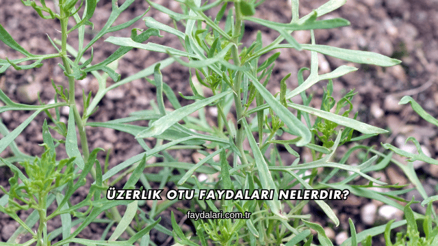 Üzerlik Otu Faydaları Nelerdir?