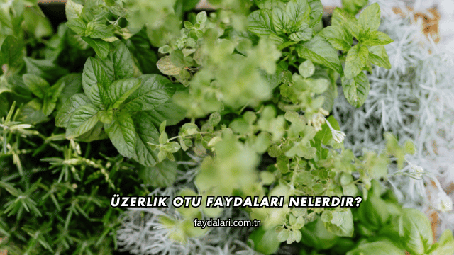Üzerlik Otu Faydaları Nelerdir?