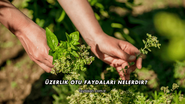 Üzerlik Otu Faydaları Nelerdir?