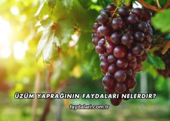 Üzüm Yaprağının Faydaları Nelerdir?