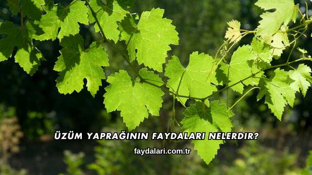 Üzüm Yaprağının Faydaları Nelerdir?